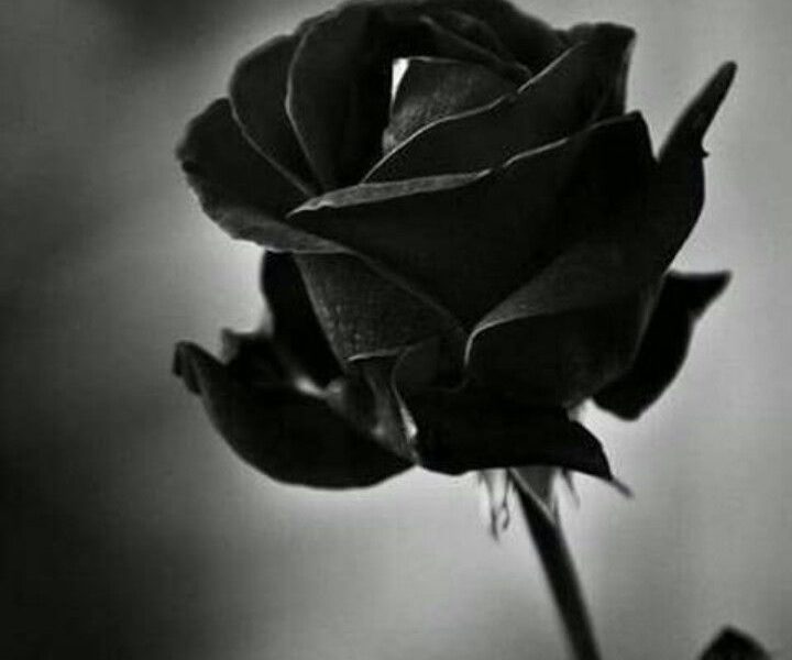 rosa nera