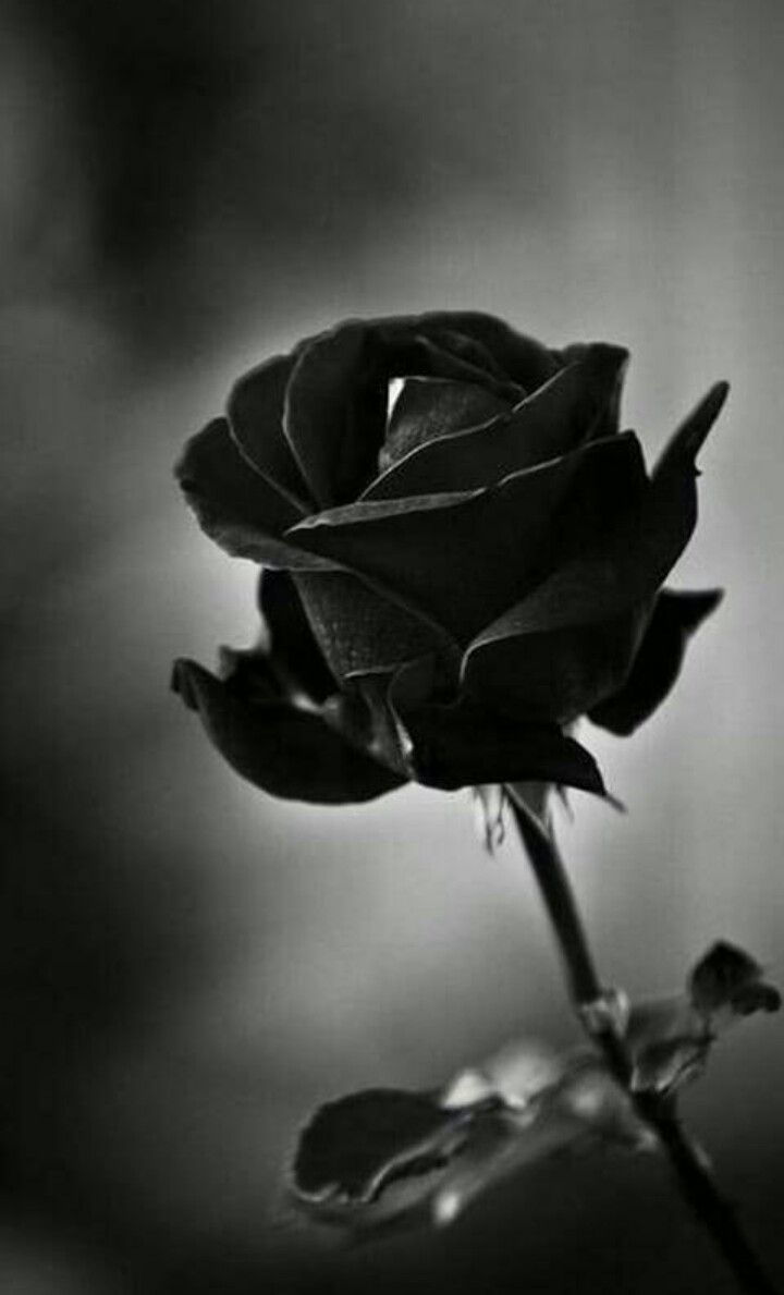 rosa nera